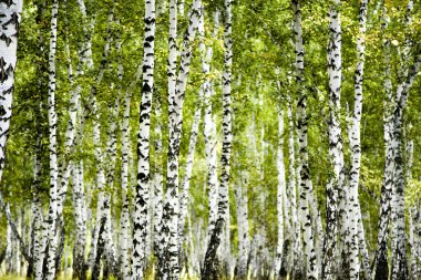 huş ağacı orman yaz manzara