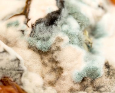 yeşil küf kapatın arka plan