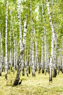 huş ağacı orman yaz manzara