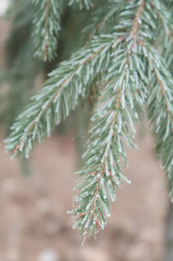iğne falan batmazdı iğneler yakın çekim ile çam fidanı