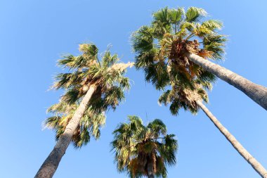 Ağaç görünümü, aşağıdan gökyüzüne doğru palmiye