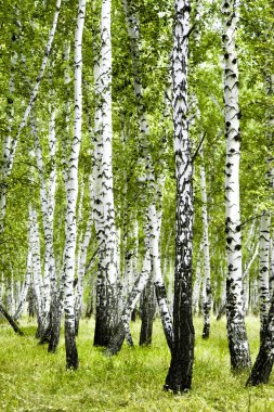 huş ağacı orman yaz manzara