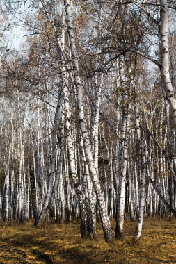 Sonbahar huş ağacı orman olmadan bırakır