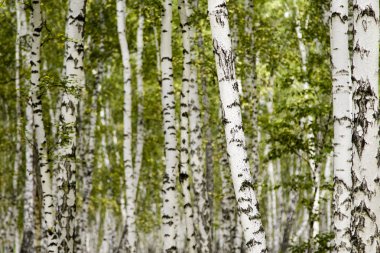 huş ağacı orman sonbahar manzara