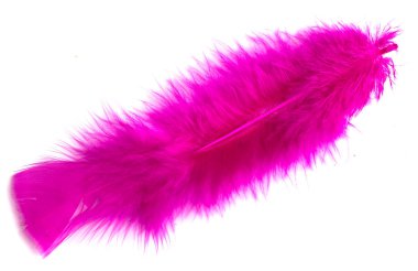 Beyaz arka plan üzerinde renkli kuş tüyü