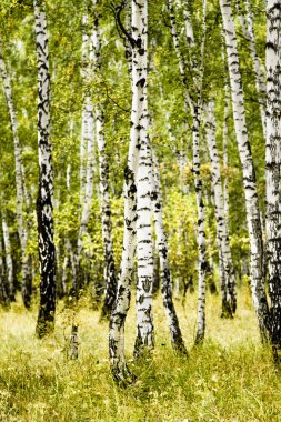 huş ağacı orman sonbahar manzara