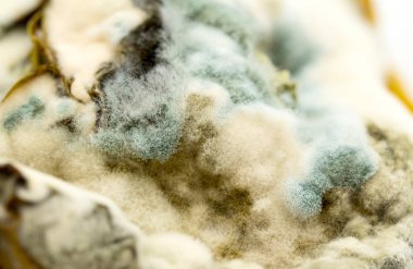 yeşil küf kapatın arka plan