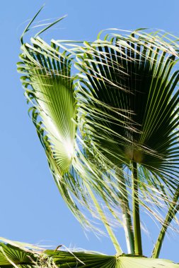 avuç içi gökyüzü bulutlar, peyzaj