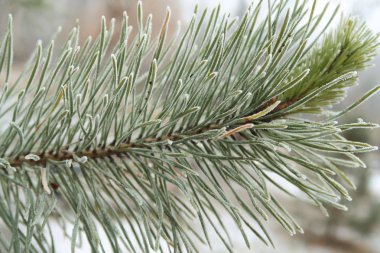 iğne falan batmazdı iğneler yakın çekim ile çam fidanı