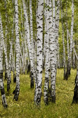 huş ağacı orman sonbahar manzara