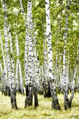 huş ağacı orman yaz manzara