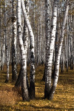 Sonbahar huş ağacı orman olmadan bırakır