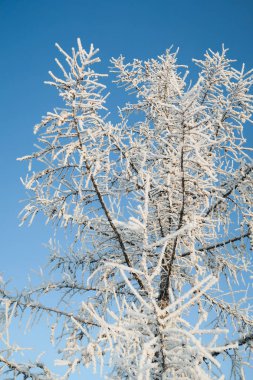 ağaçlar, gökyüzü, manzara dalları üzerinde Çiseleme