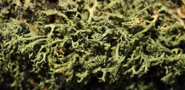 Ağaç kabuğu üzerinde liken yosun