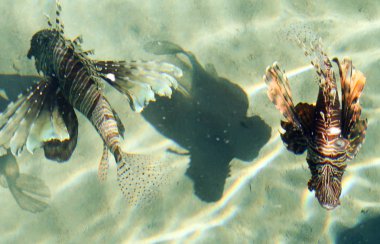 Su, balık lionfish (Pterois) - akrep ailesinin luciform balık cinsi ile üstten görünüm.