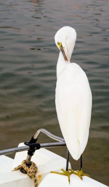 Büyük Egret (ardea alba)