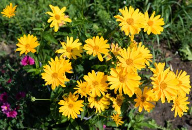 Sarı papatya çiçekleri yakın çekim