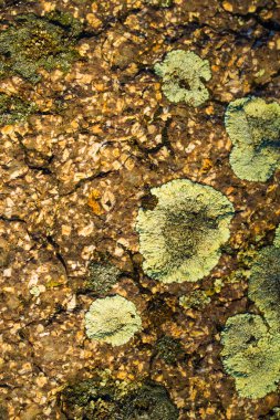 taş zemin üzerine yosun