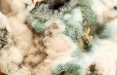 yeşil küf kapatın arka plan