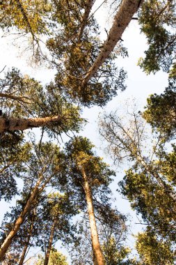 Aşağıdan gökyüzü görünümünde ağaç