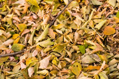 ağaçlar, arka plan gri düşen sarı yapraklar