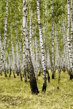 huş ağacı orman sonbahar manzara