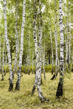 huş ağacı orman sonbahar manzara