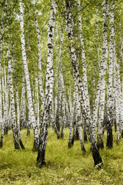 huş ağacı orman sonbahar manzara