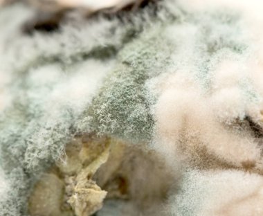 yeşil küf kapatın arka plan