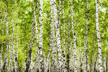 huş ağacı orman yaz manzara