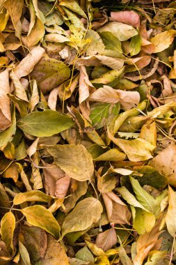 ağaçlar, arka plan gri düşen sarı yapraklar