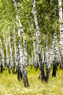 huş ağacı orman sonbahar manzara