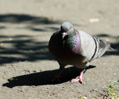 Güvercinler açık havada manzara yaz