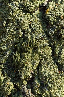 Ağaç kabuğu üzerinde liken yosun
