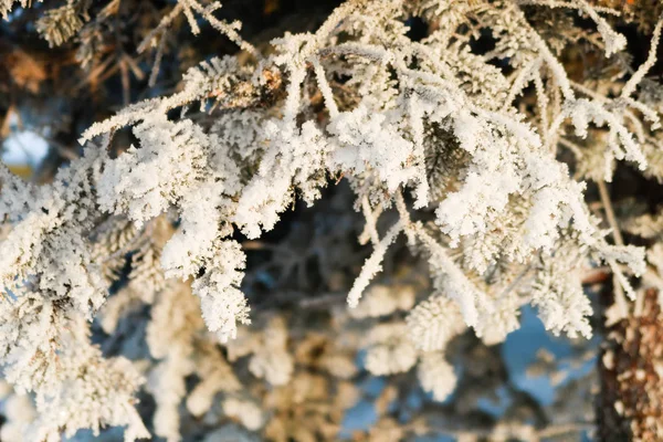 Épinette Hiver Dans Neige — Photo