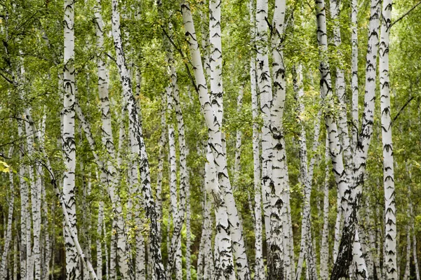 Björk Skog Höstlandskap — Stockfoto