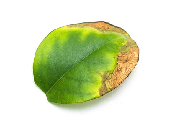 Green Leaf Tree White Background — Stock Photo, Image