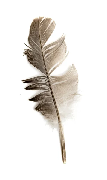 Bird Feather White Background — Stock Photo, Image