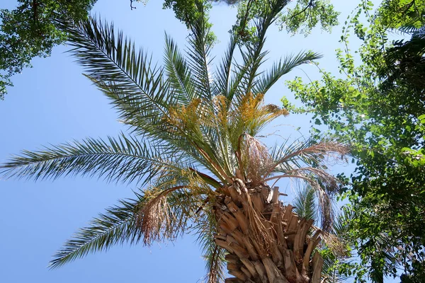 Palm Bomen Weergave Van Onderen Hemel — Stockfoto