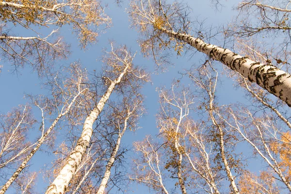 Hösten Björkskogen Utan Lämnar — Stockfoto