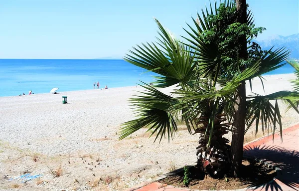 Palm Trees Sea Landscape Summer — Stock Photo, Image
