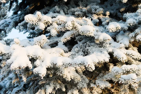 Kış Ladin Ağacı Karda — Stok fotoğraf