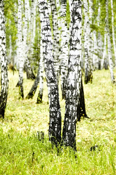 Bosque Abedul Verano Paisaje — Foto de Stock