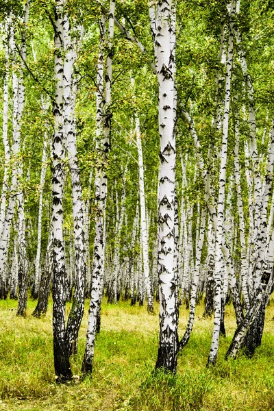 Birch Forest Summer Landscape — Stock Photo, Image