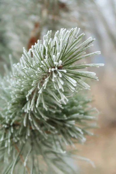 Spruce Needles Needles Close — Stock Photo, Image