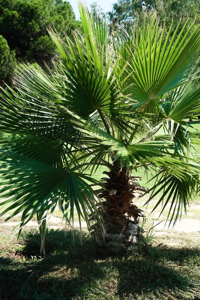 Feuilles Vertes Palmiers Ciel Paysage — Photo