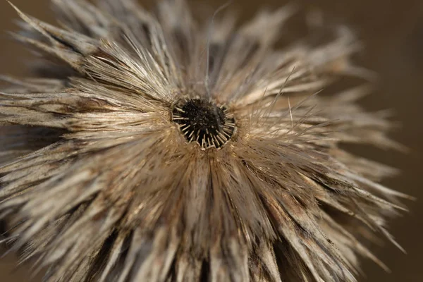 Dry Withered Autumn Thistles — Stock Photo, Image