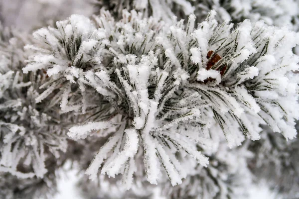 Snow Needles Fir Trees Close — Stock Photo, Image