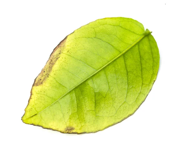 Green Leaf Tree White Background — Stock Photo, Image