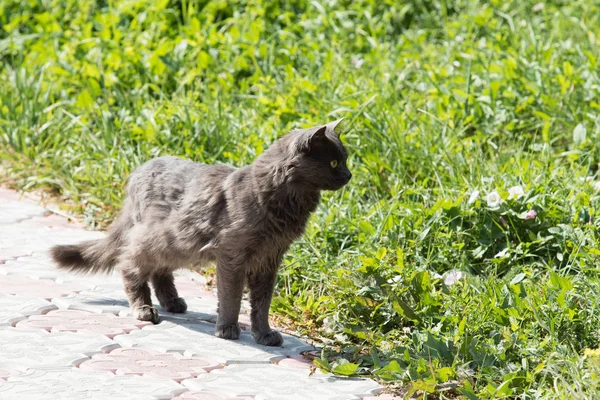 Gato Caminando Aire Libre Verano Naturaleza —  Fotos de Stock